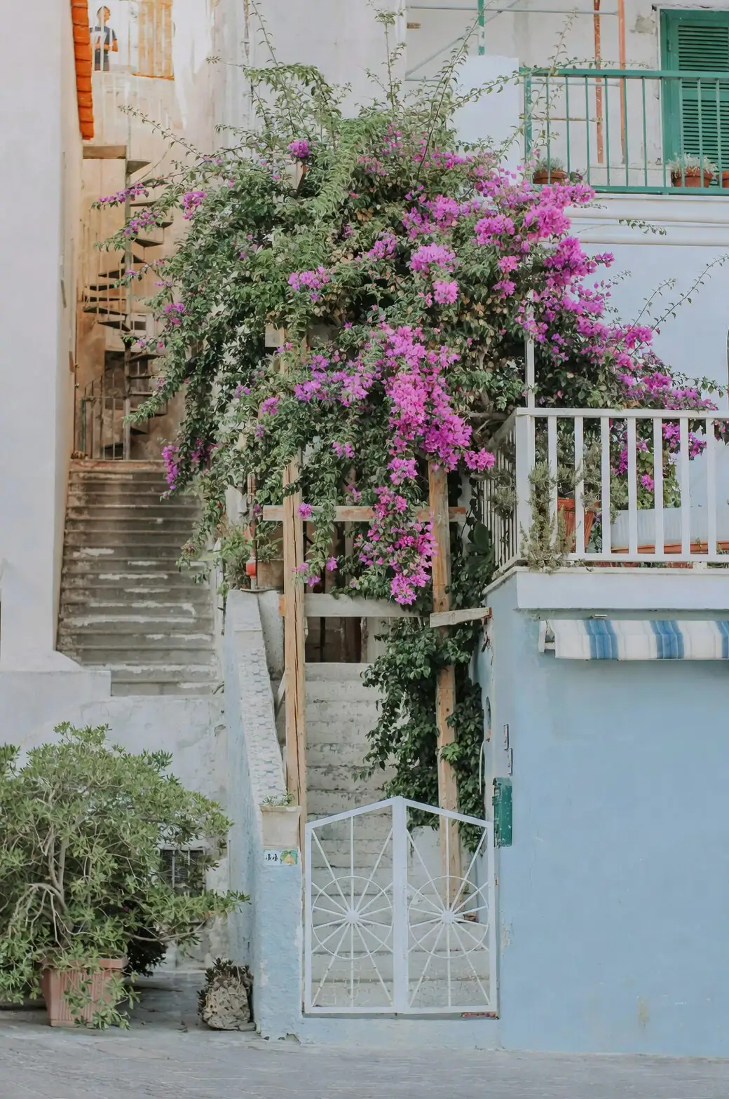 bougainvillea raised canopy patio