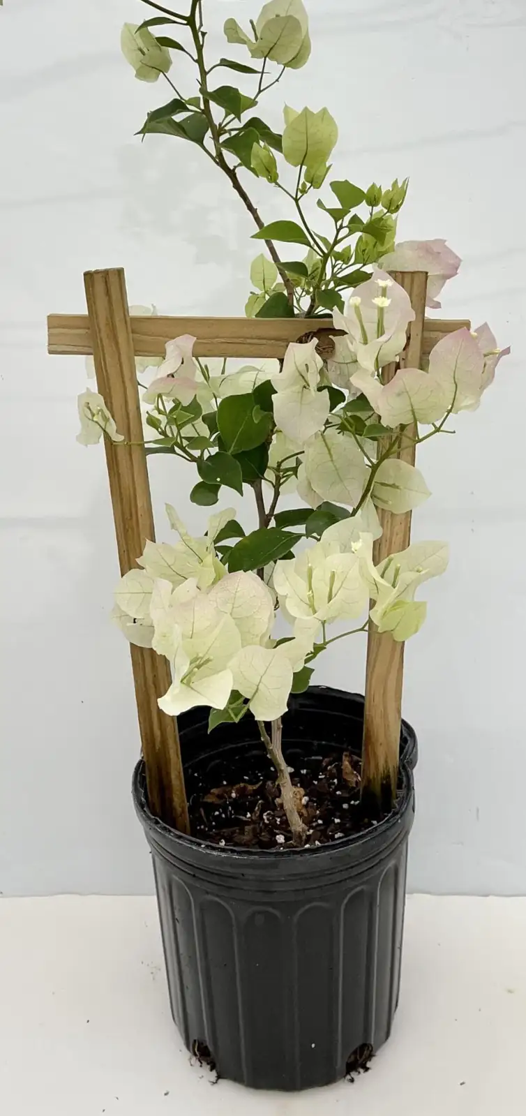 white bougainvillea with boxwood