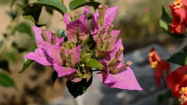 bougainvillea bracts macro close-up