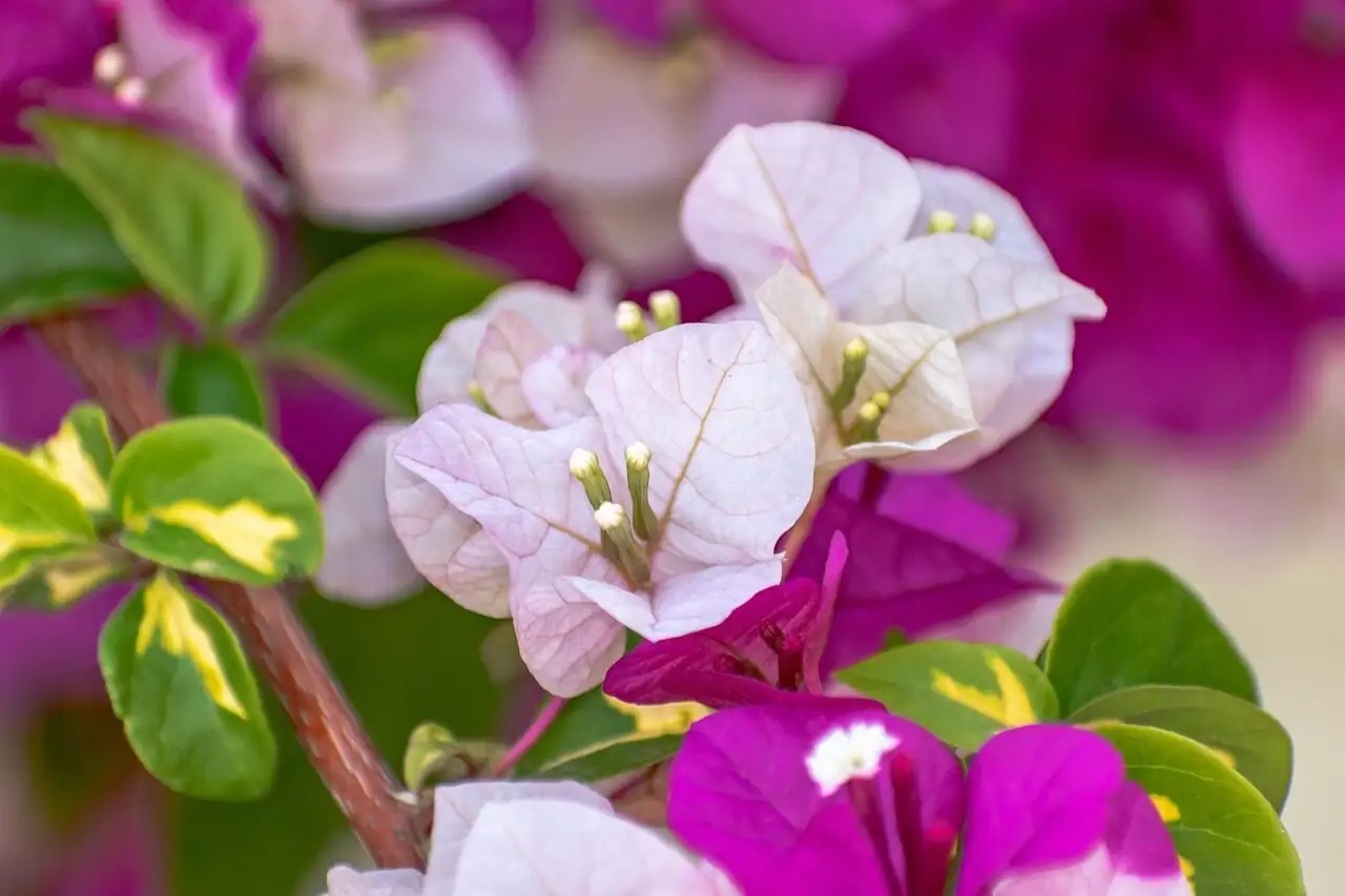 bougainvillea indoor south window winter