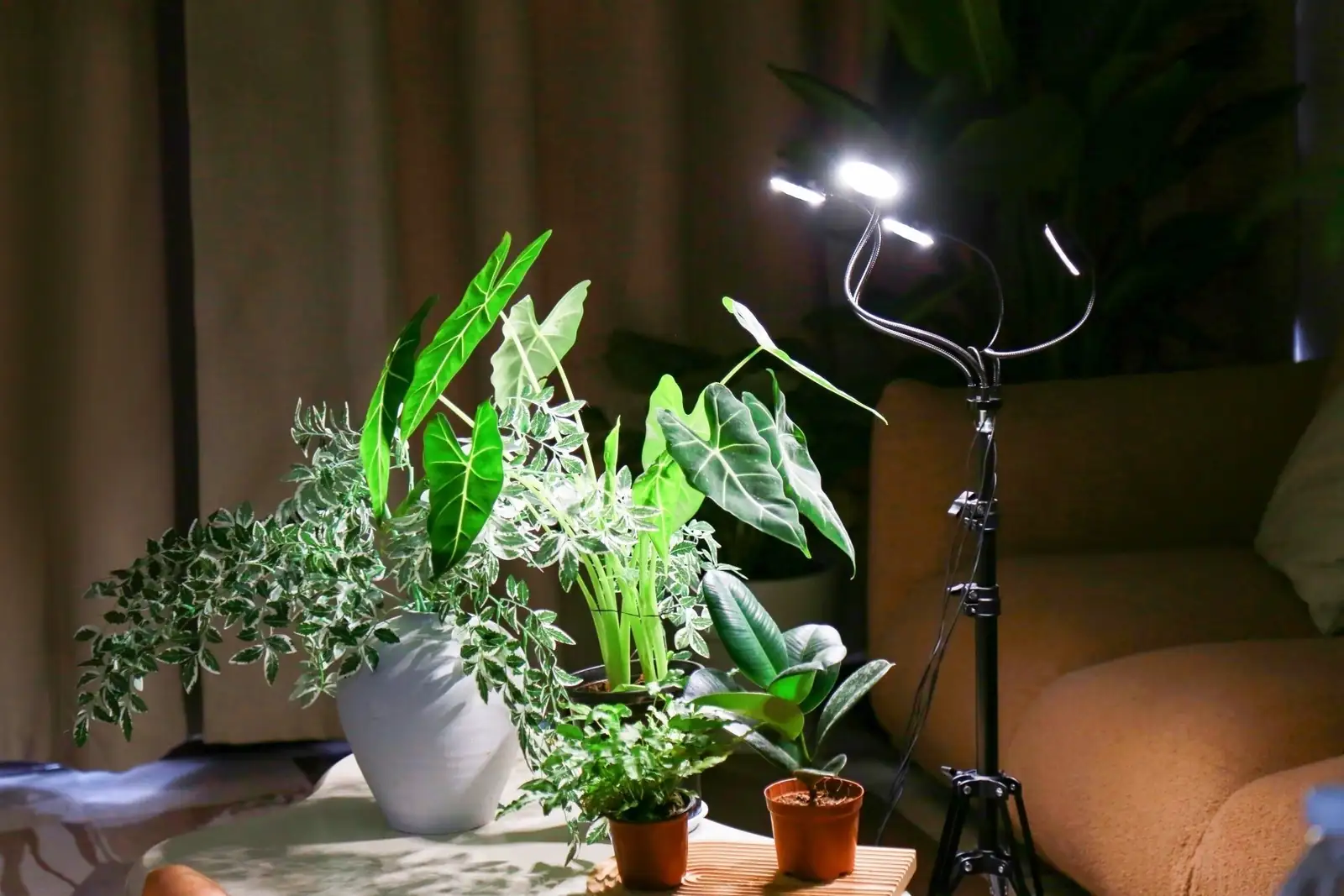 bougainvillea under LED grow light