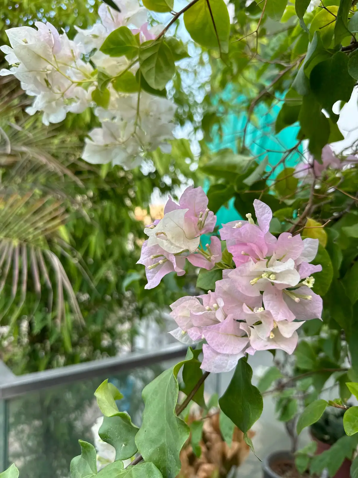 bougainvillea repotting root pruning