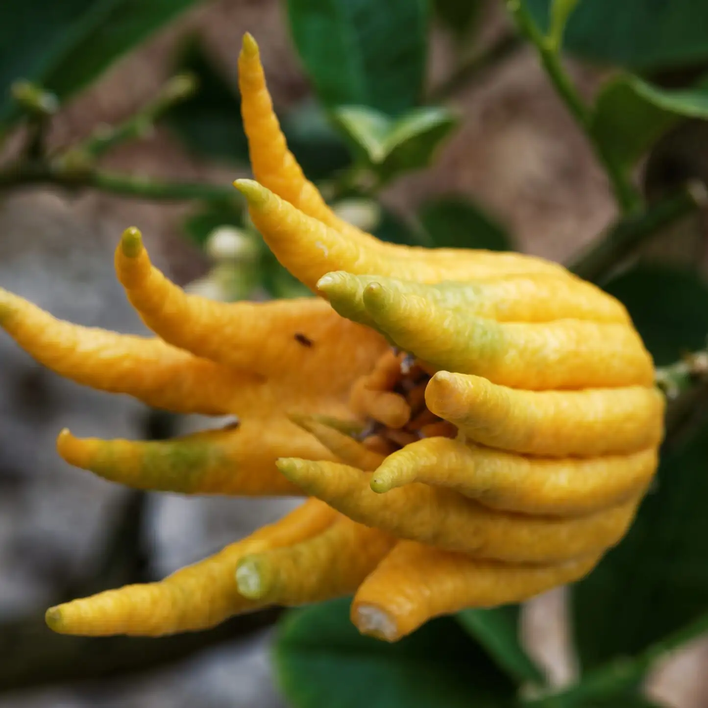The Art of ‘Almost Dry’: Mastering Water, Light, and Soil for Buddha’s Hand Citron