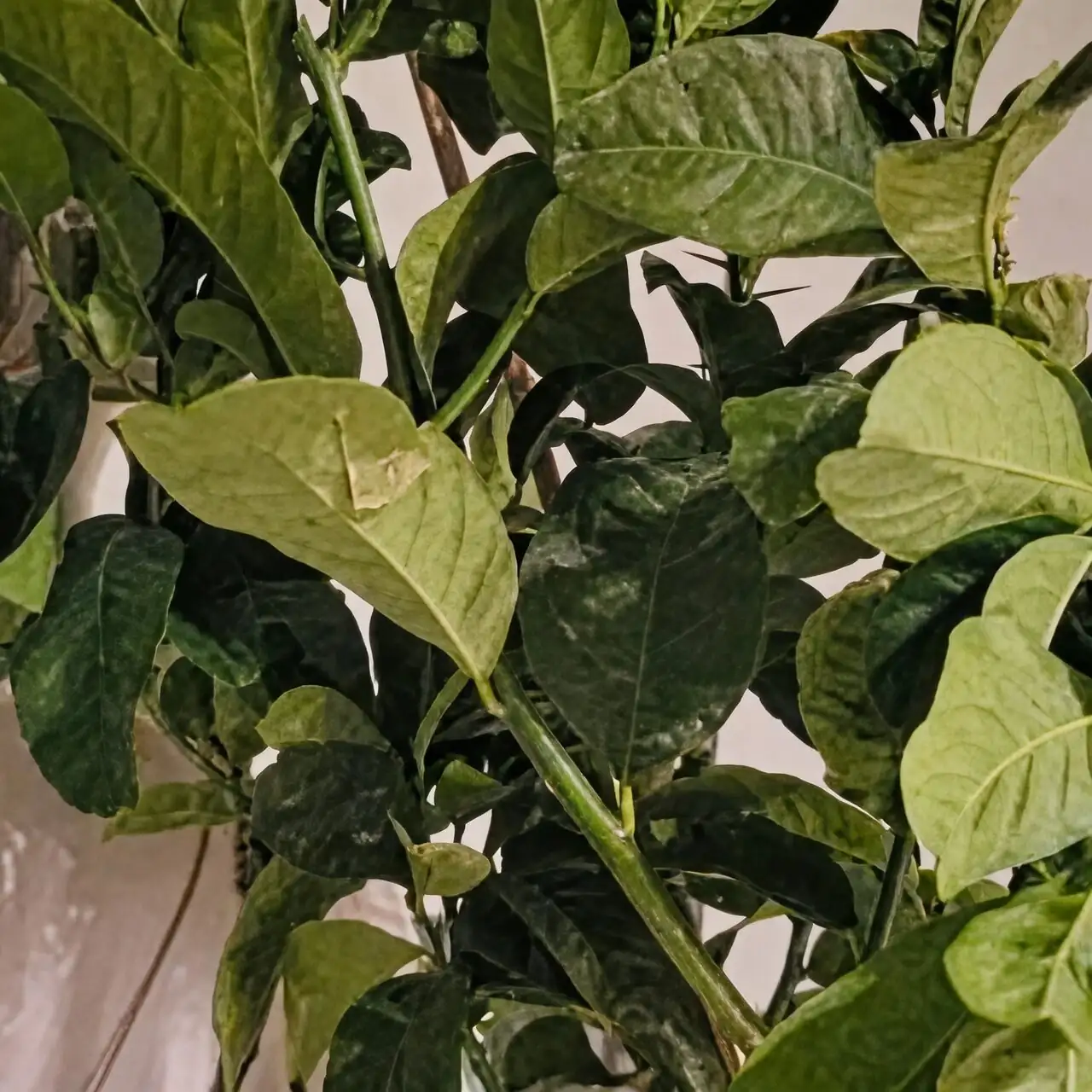 buddha's hand citron repotting soil