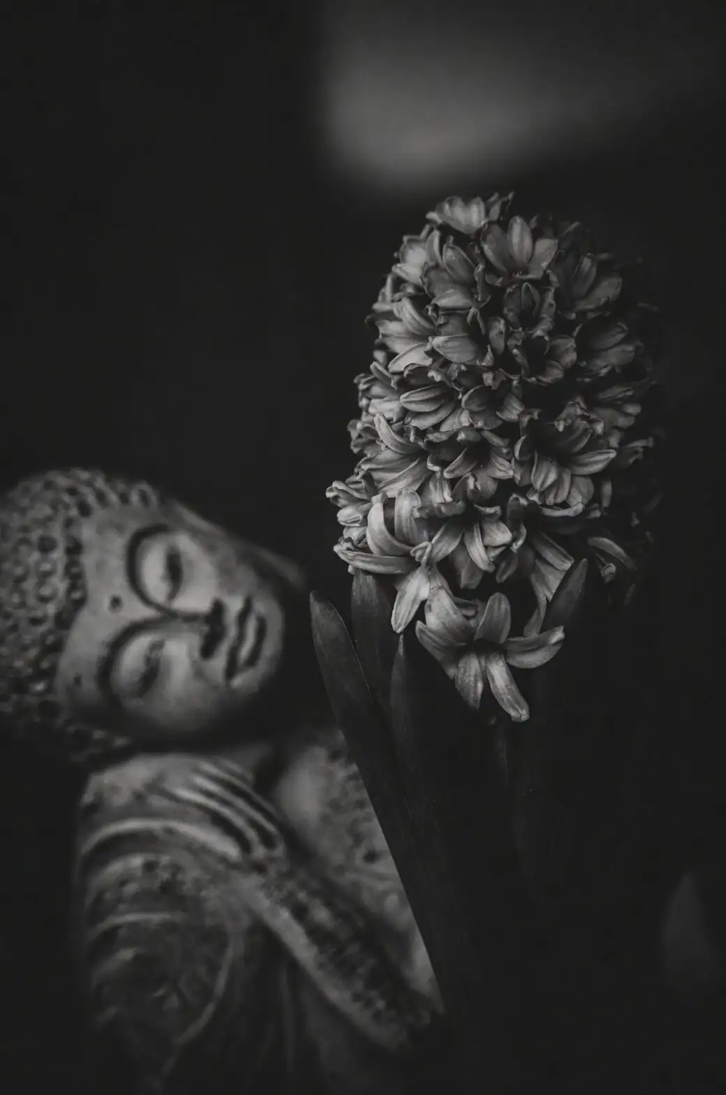 buddha's hand citron bloom thinning