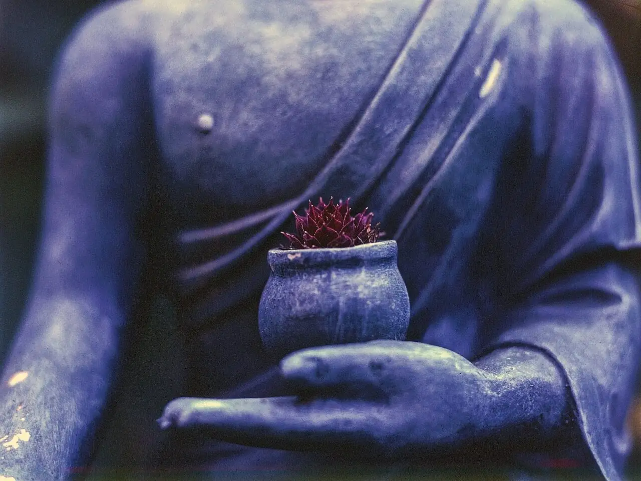 buddha's hand potted plant courtyard