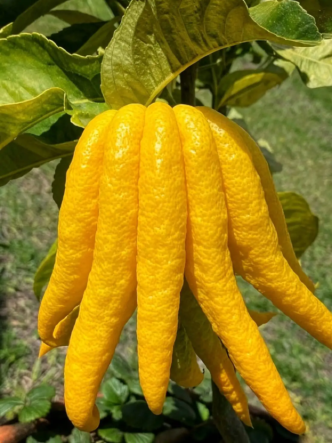 buddha's hand citron rind close-up