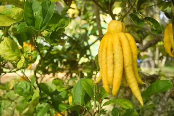 Buddha’s Hand in Flower Language: How a Sacred Gesture Became 福寿吉祥