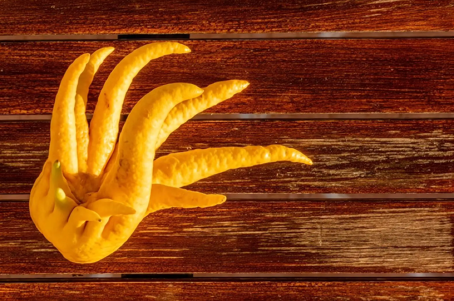 buddha's hand citron lunar new year decor