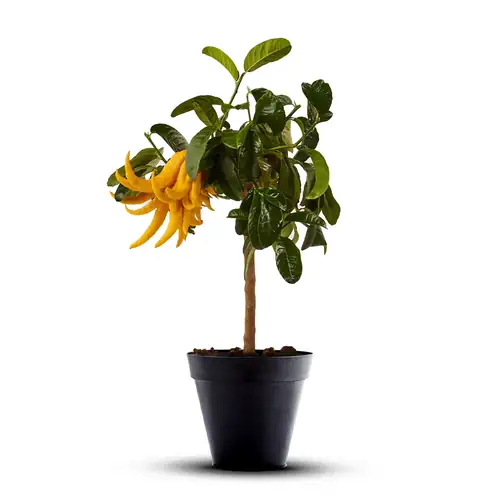 buddhas hand watering container plant