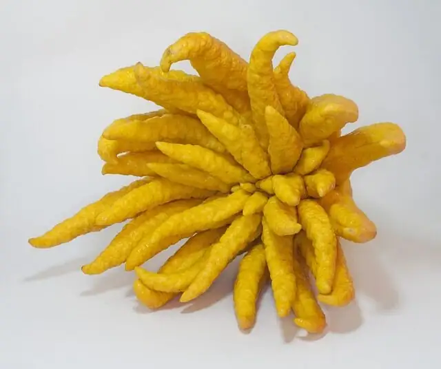 Buddha's hand citron pruning fan shape