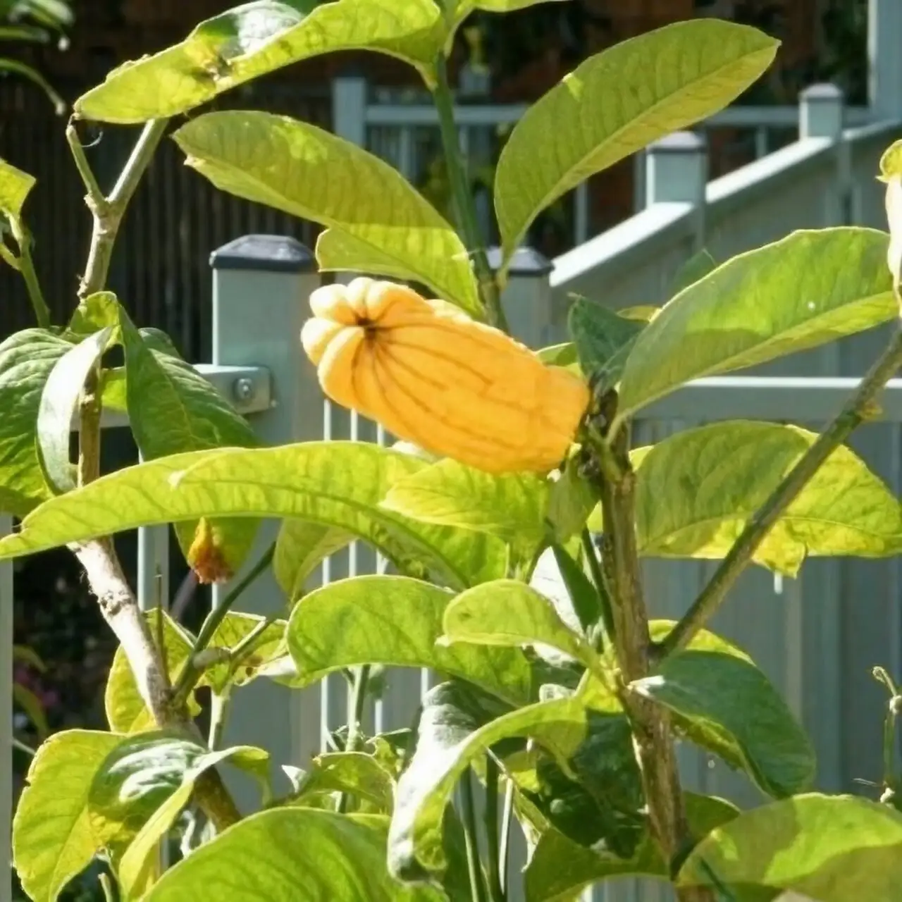 Buddha's hand citron single fruit branch