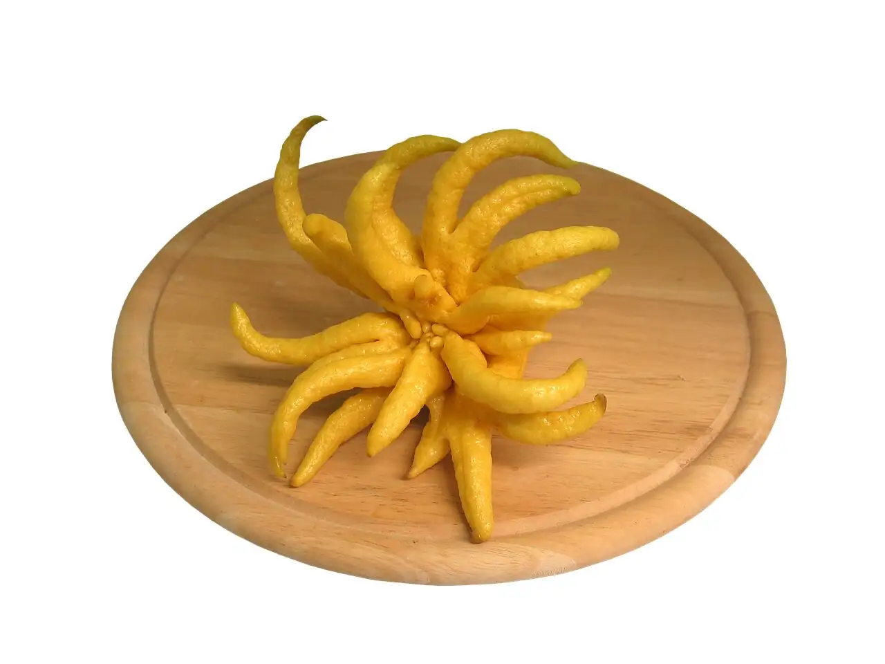 Buddha's hand citron spraying leaf undersides