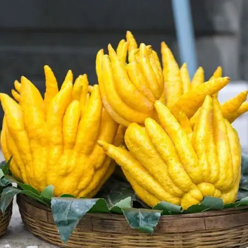Why One Fruit Perfumes a Room: The Aromatic Chemistry of Buddha’s Hand (Made Simple)