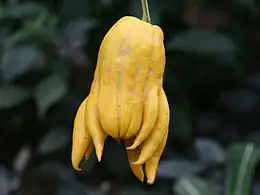 buddha's hand citron peel close-up