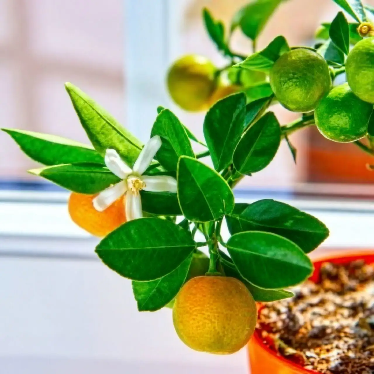 buddha's hand citrus potted plant window