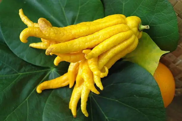 buddha's hand citron deep watering