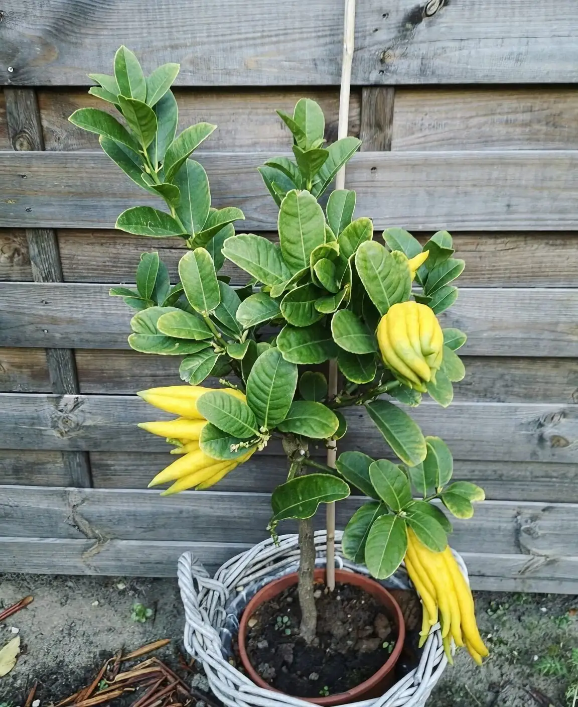 buddha's hand pruning branches