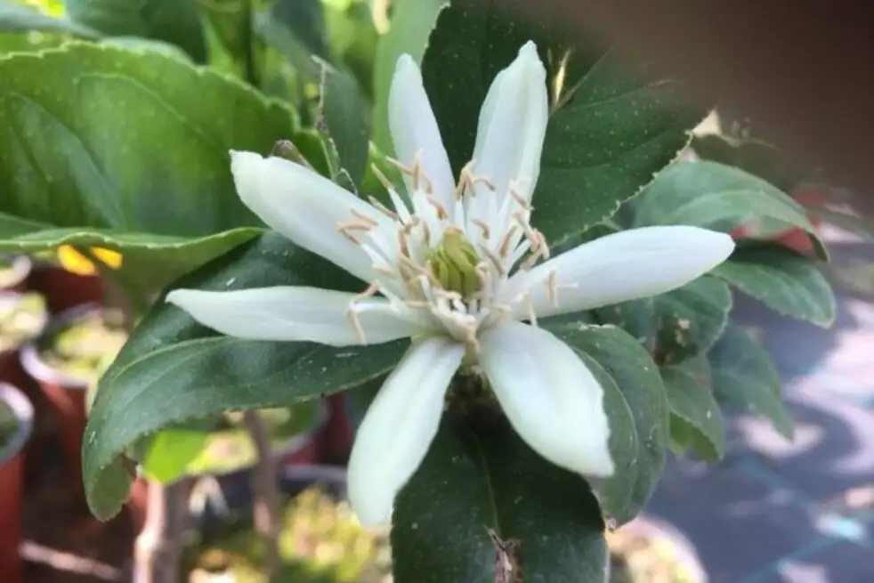 buddha's hand blossom thinning