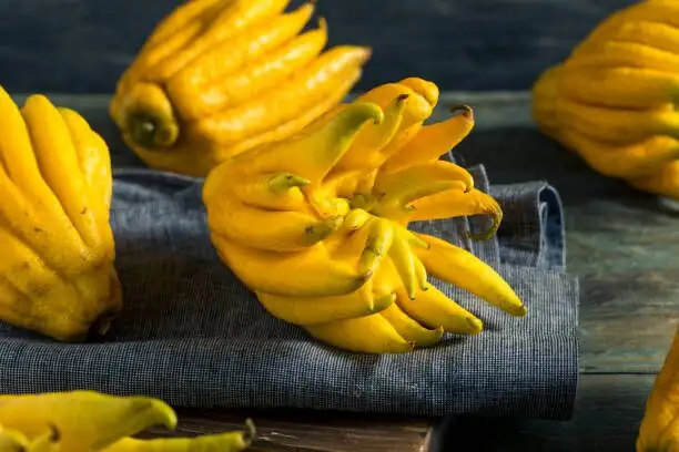 buddha's hand citron varieties