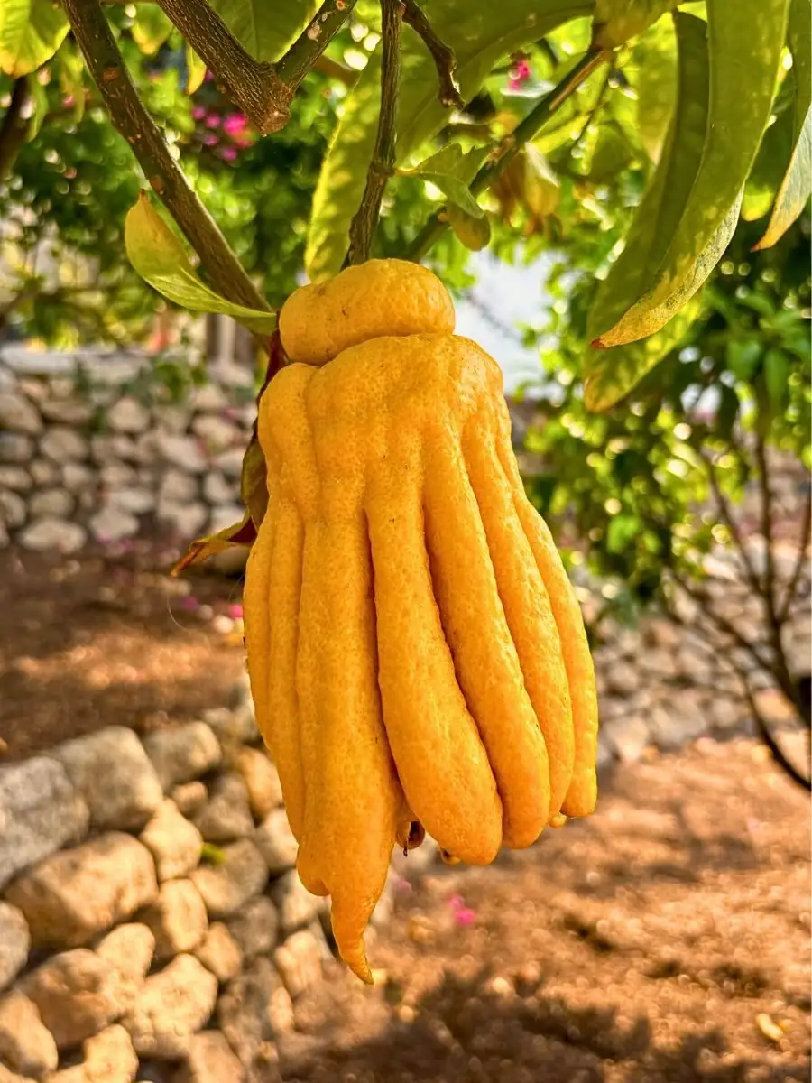 “招福的手”从何而来？佛手的花语溯源、年节寓意与风水应用