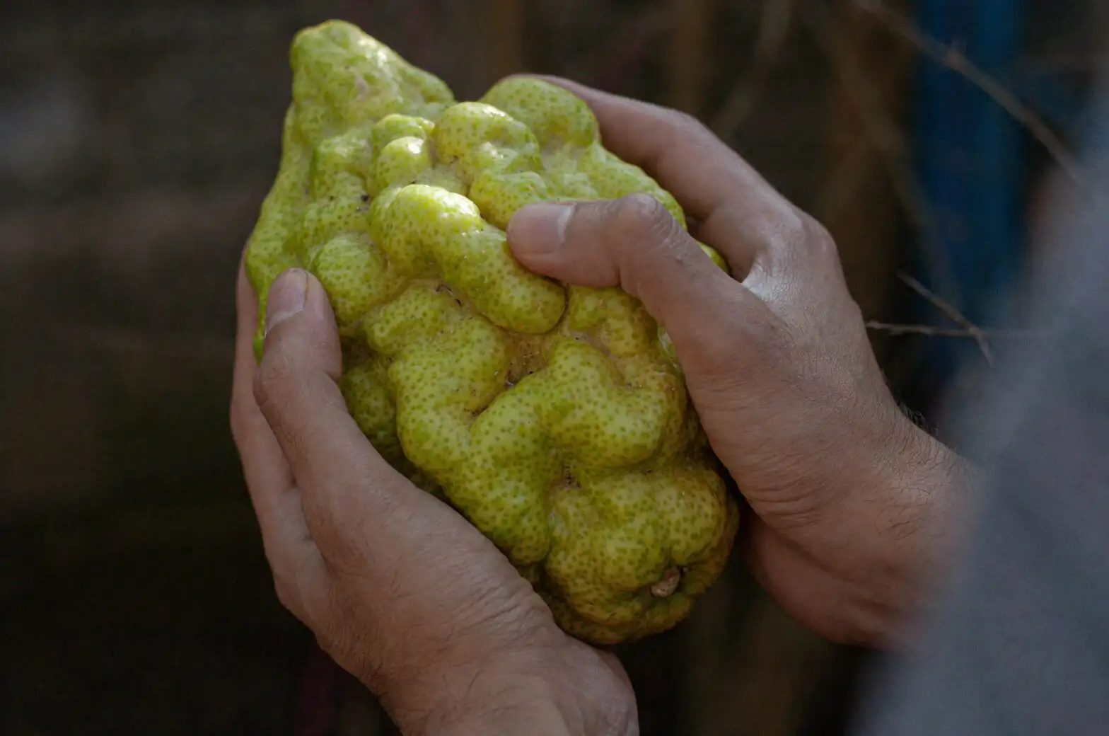 buddha's hand fruit close-up