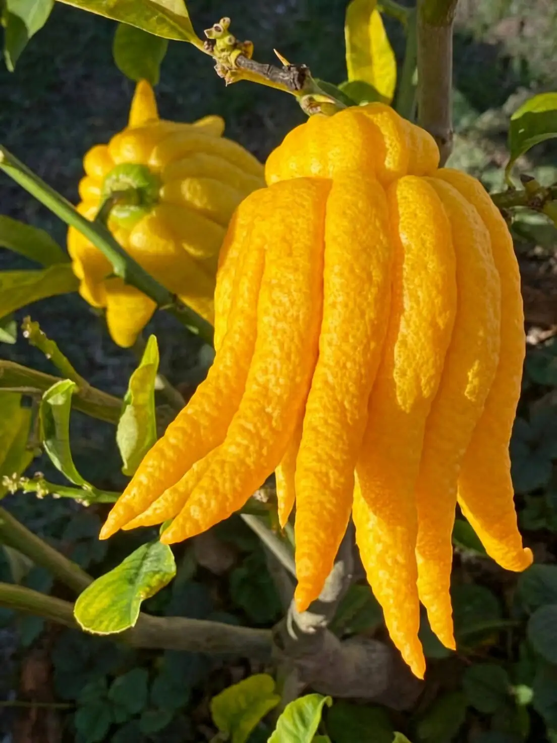 Buddha's hand citron balcony layout