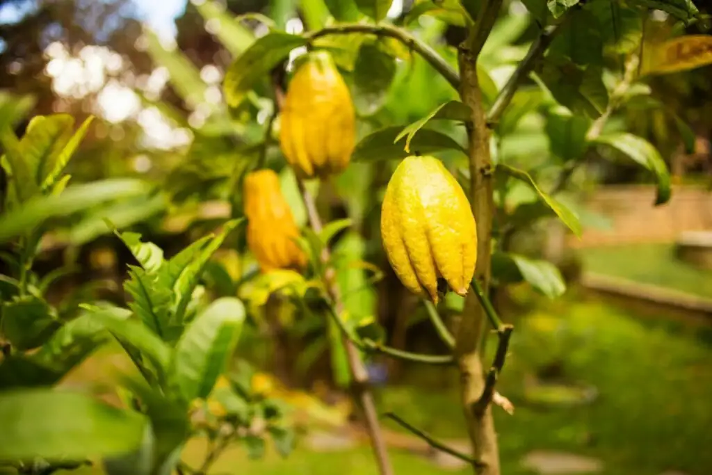 Buddha's hand citron pruning