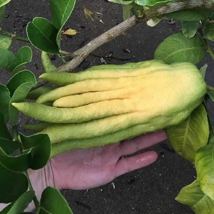 Buddha's hand citron with herbs
