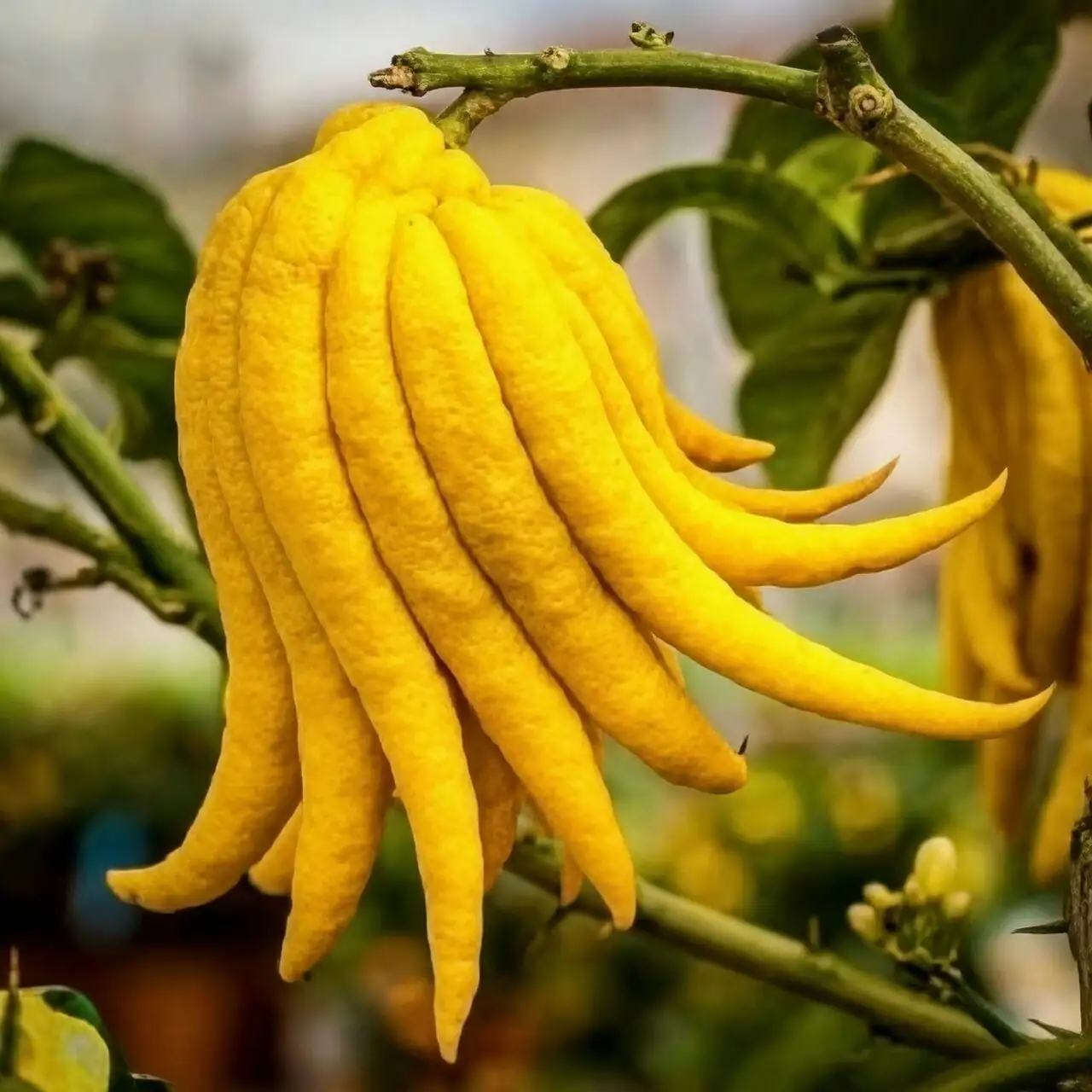 buddha's hand fruit close-up