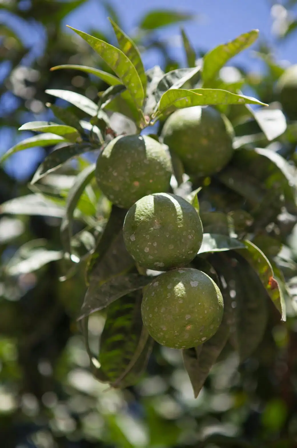 bergamot fruit on branch