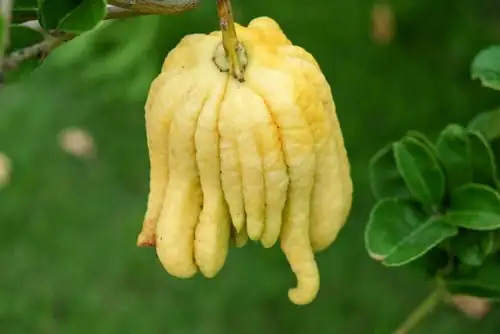 buddha's hand citron repotting roots