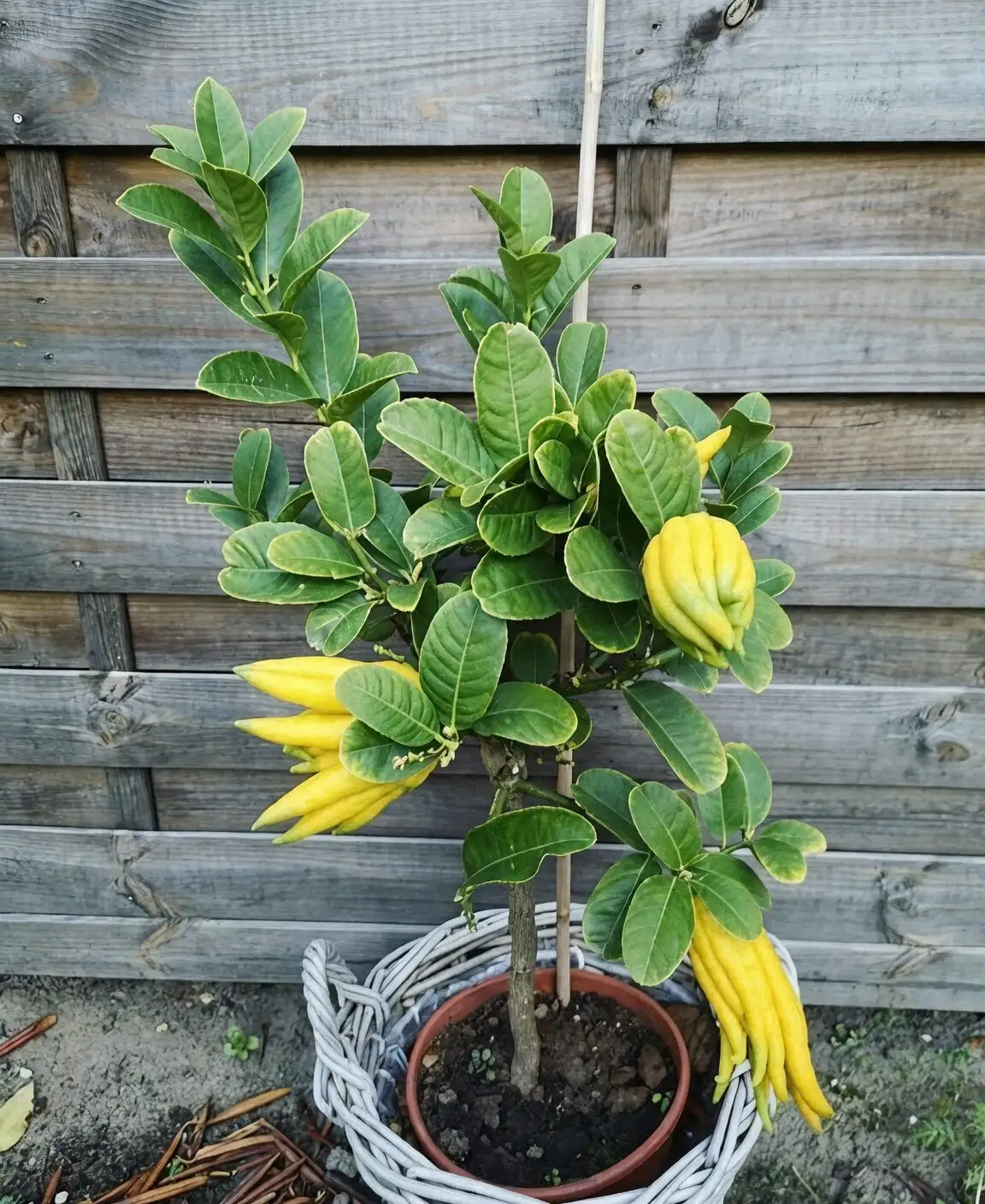 buddha's hand citron balcony shade