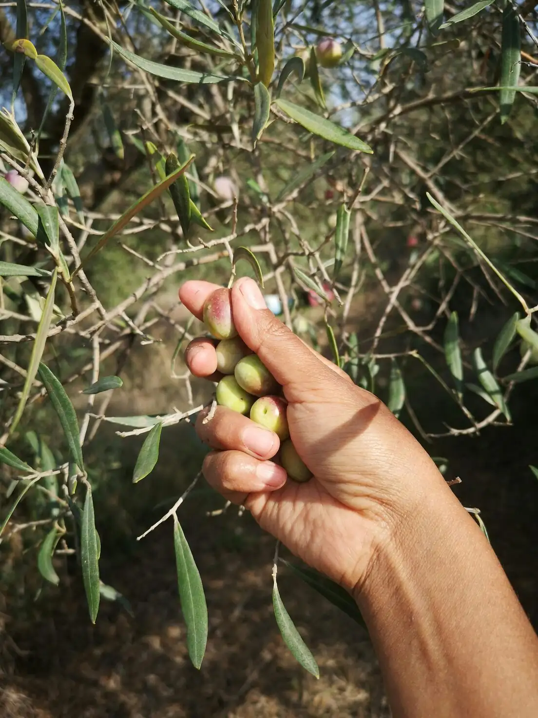 buddha's hand citron fruit thinning