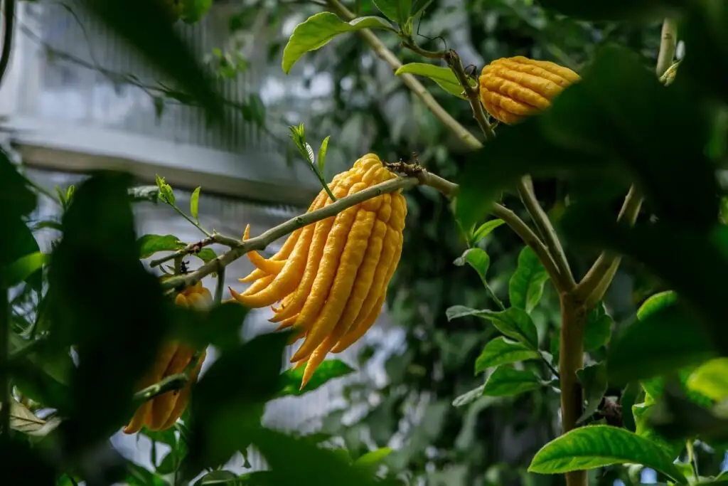 buddha's hand citron winter windowsill