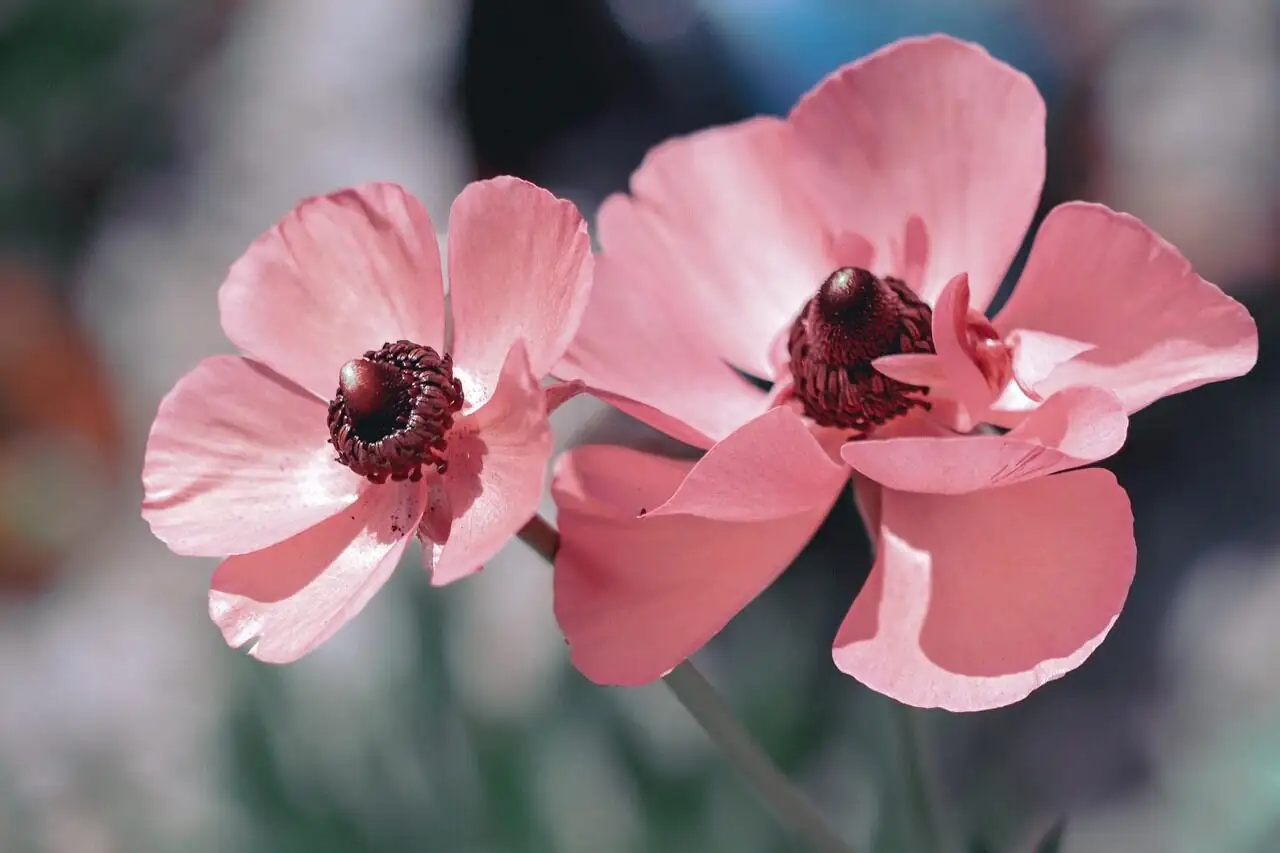 poppy anemone windowsill sunlight