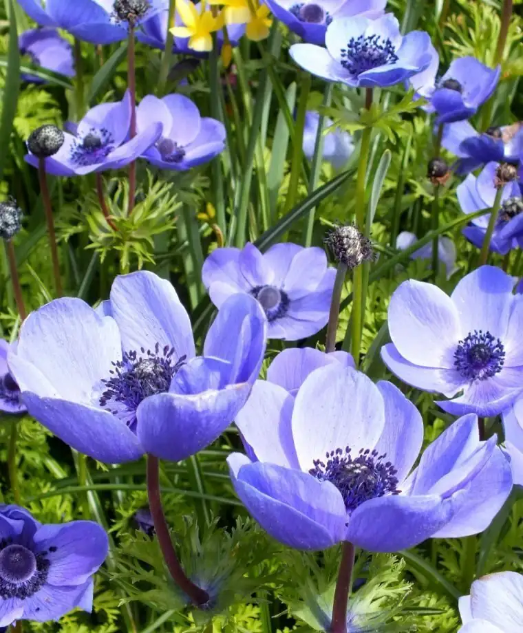 Spots, Mold, or No Sprouts? Rapid-Response Guide to Poppy Anemone Problems