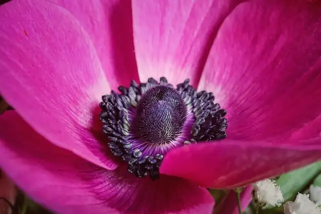 poppy anemone aphids on buds