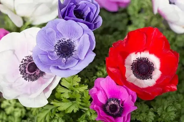 poppy anemone tuber rot close-up