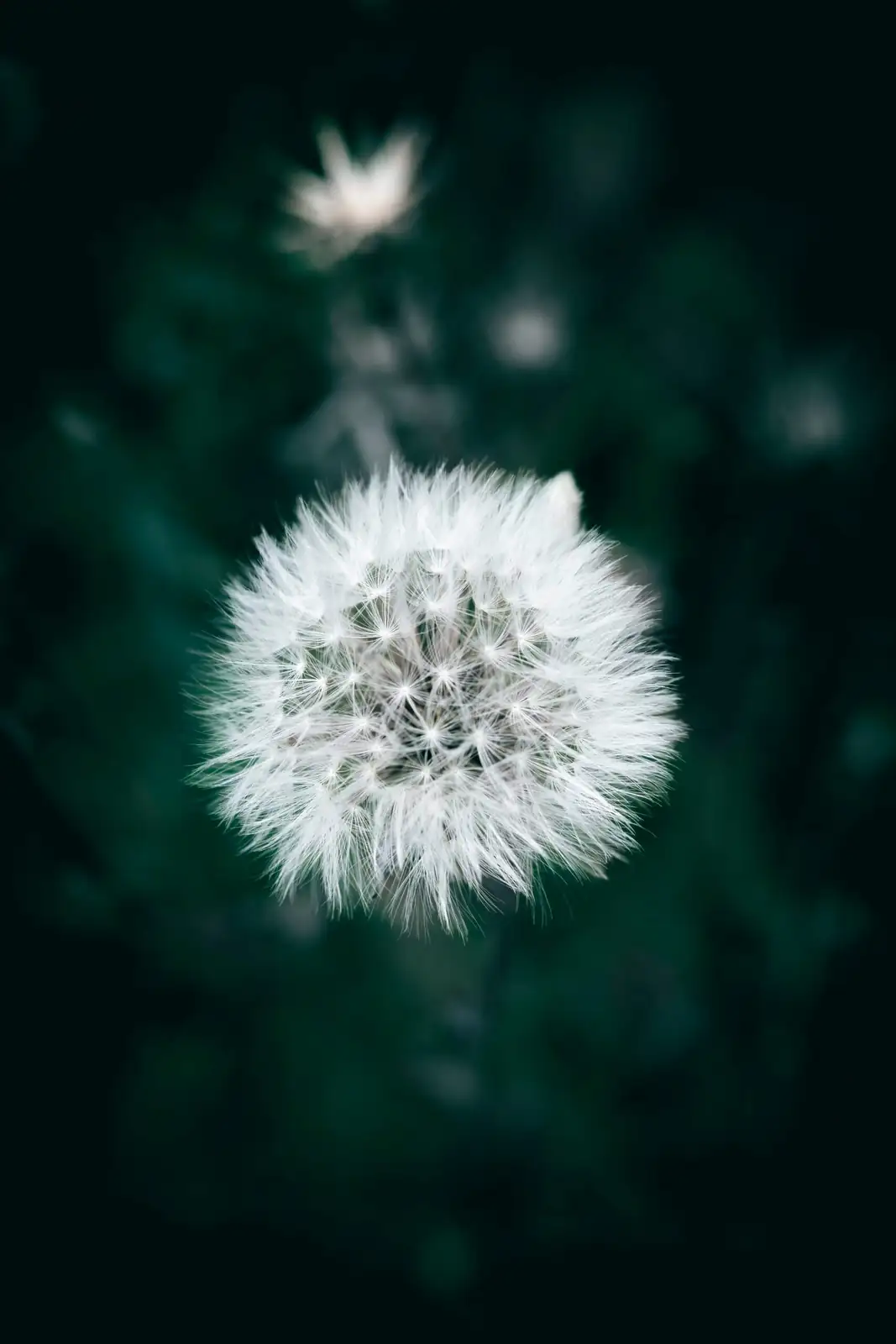 poppy anemone seed head close up