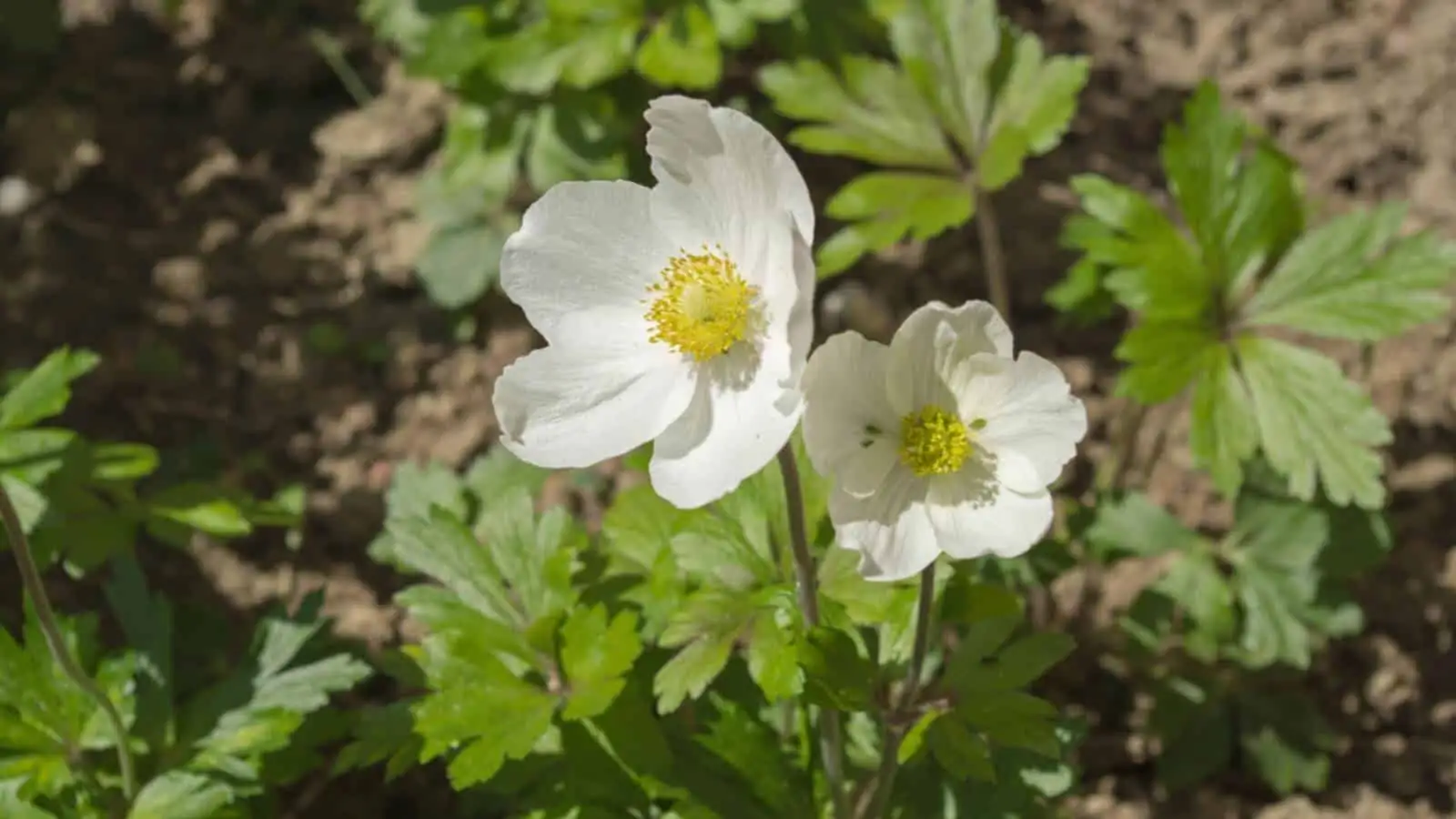 poppy anemone hand watering soil