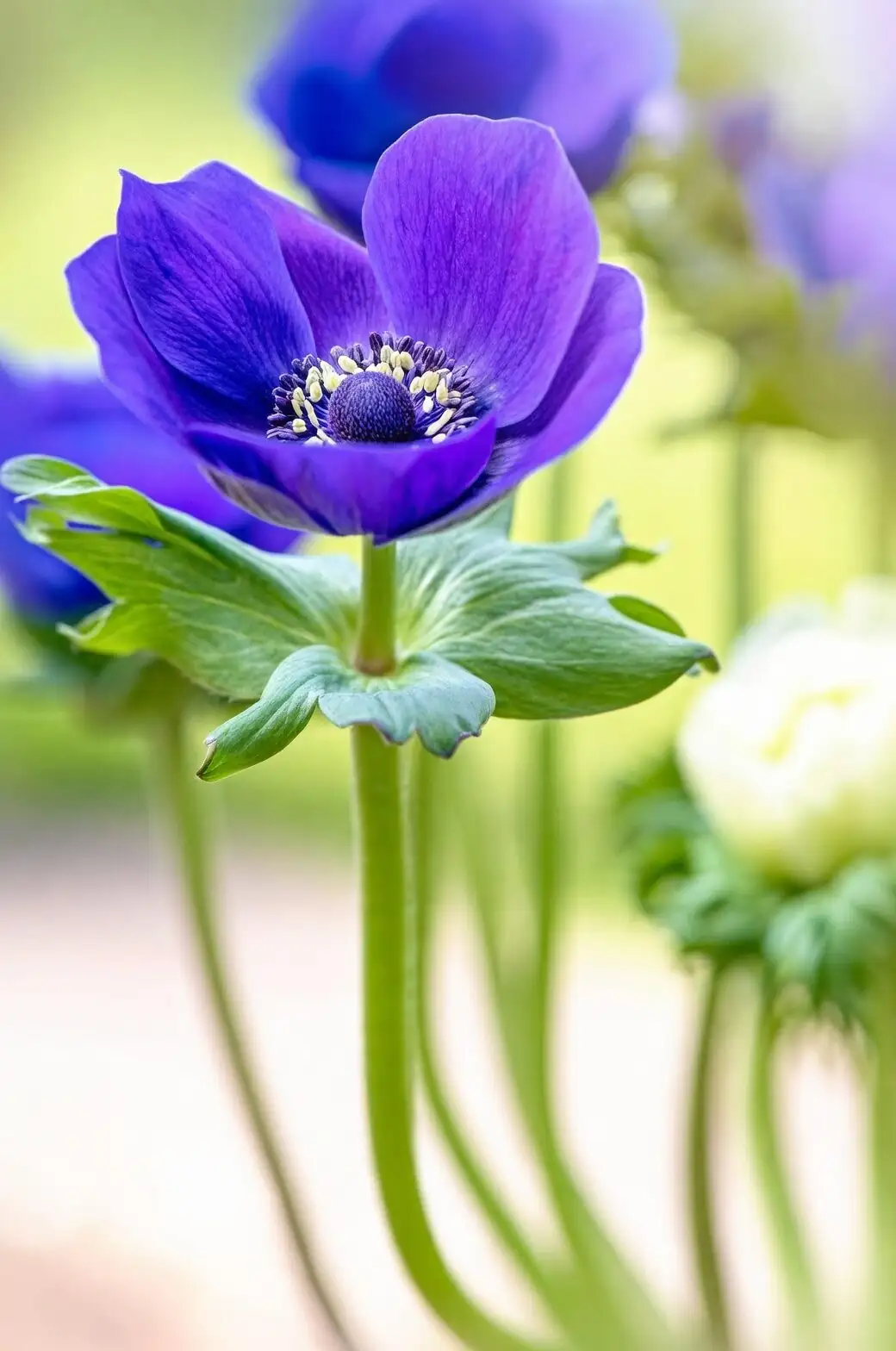 Reading the Wind: The Flower Language of Anemone coronaria—Anticipation, Protection, and the Stories Behind Them