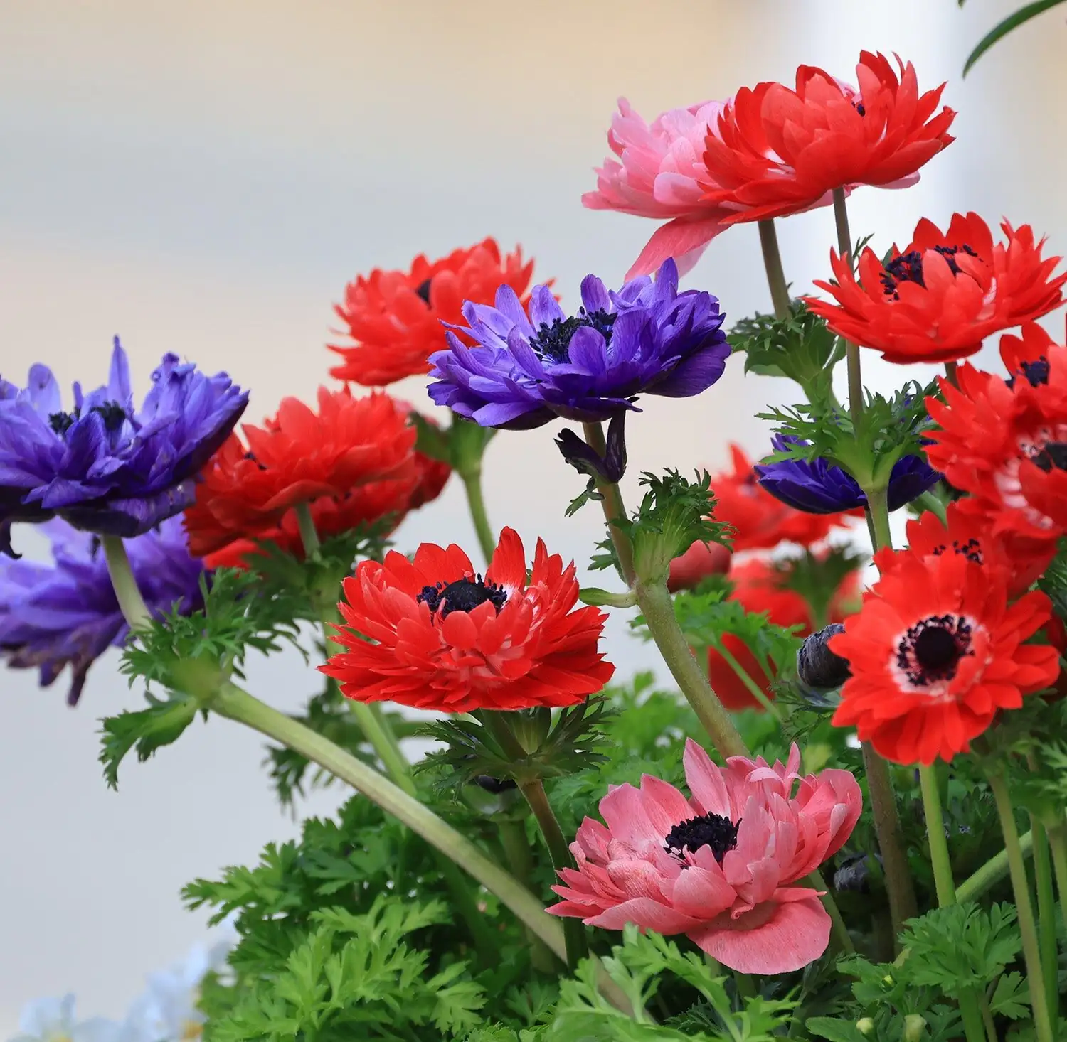 anemone coronaria mixed color bouquet
