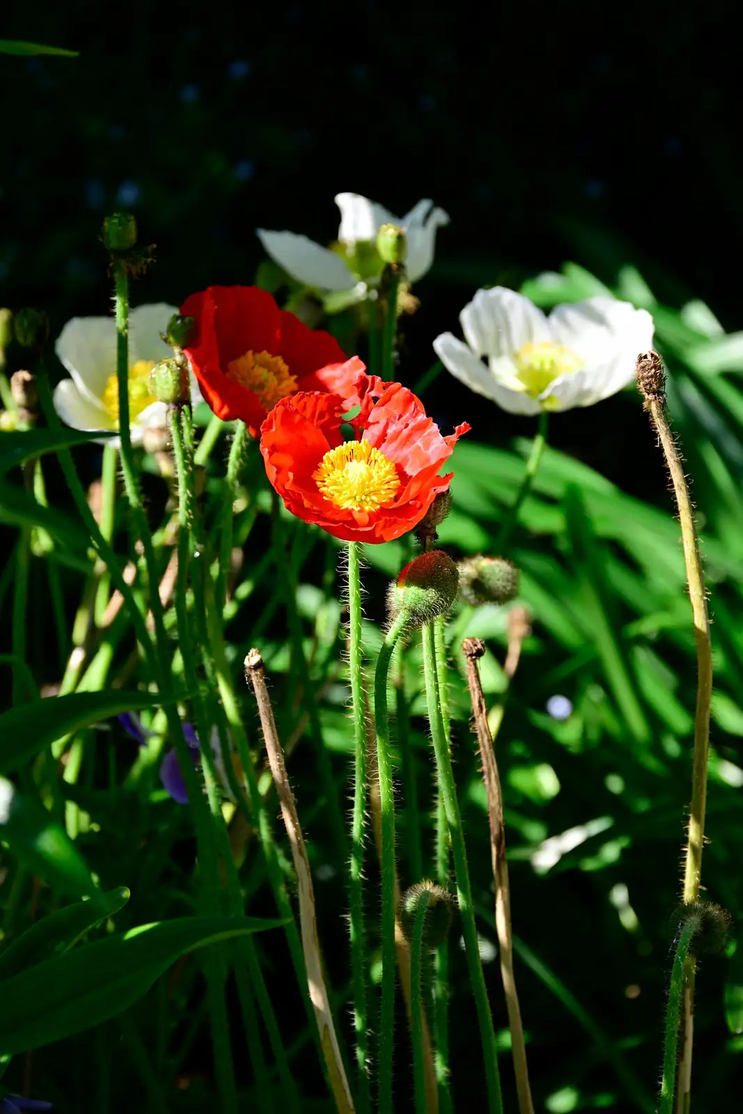 From Tuber to Cloud of Color: A Propagation Masterclass for Poppy Anemones