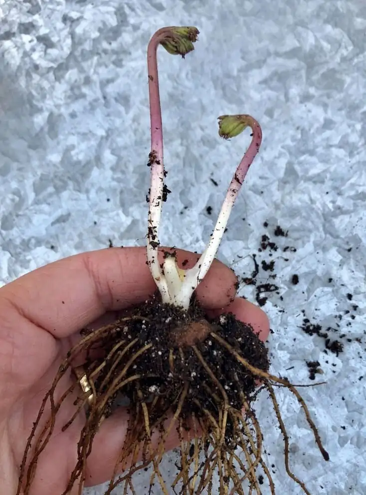 poppy anemone tubers with garden fork