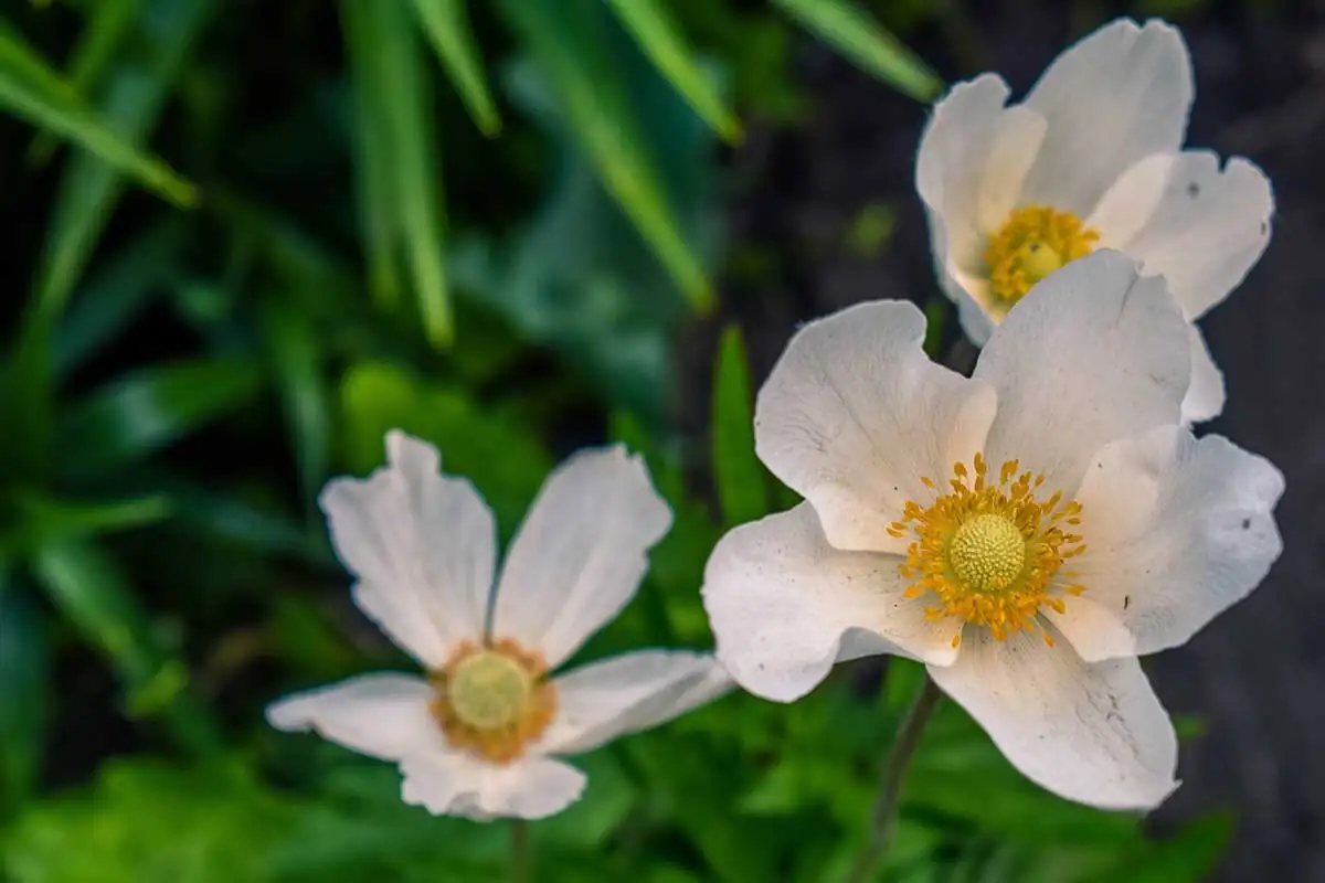 poppy anemone seed sowing tray