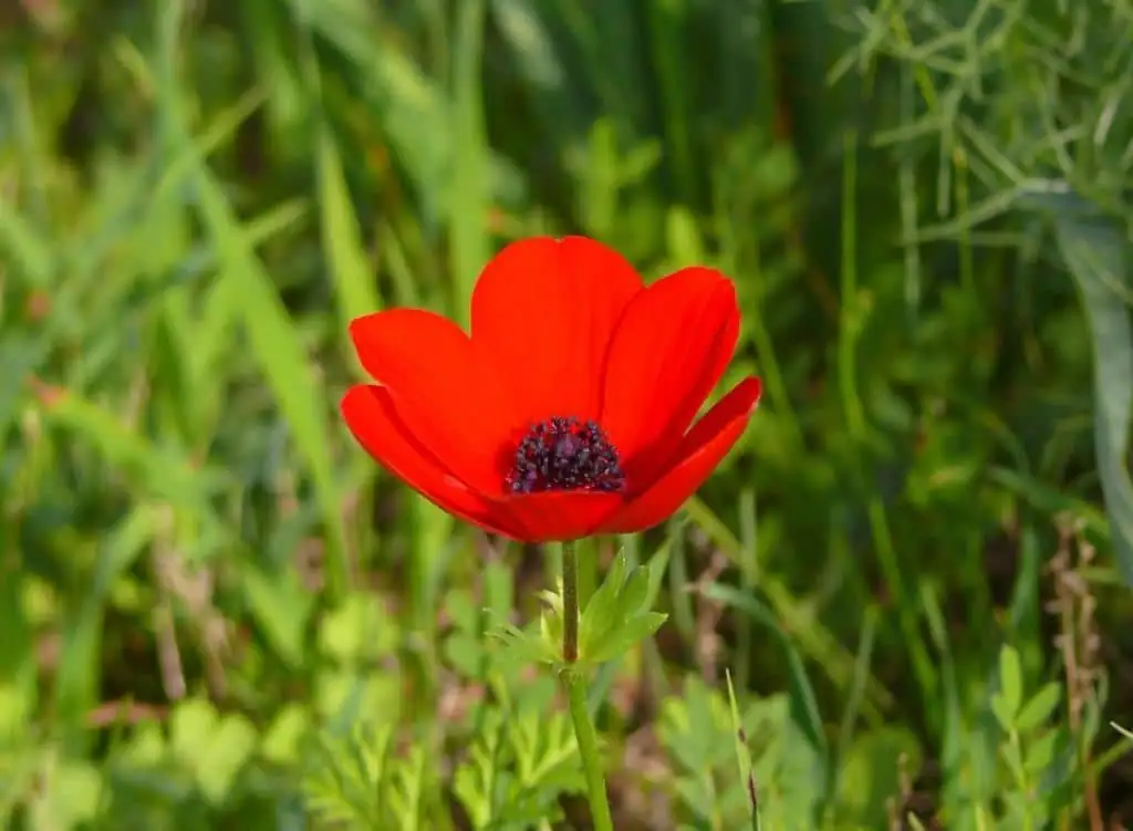 Balcony to Bouquet: Designing Containers with Poppy Anemones That Pop on Camera