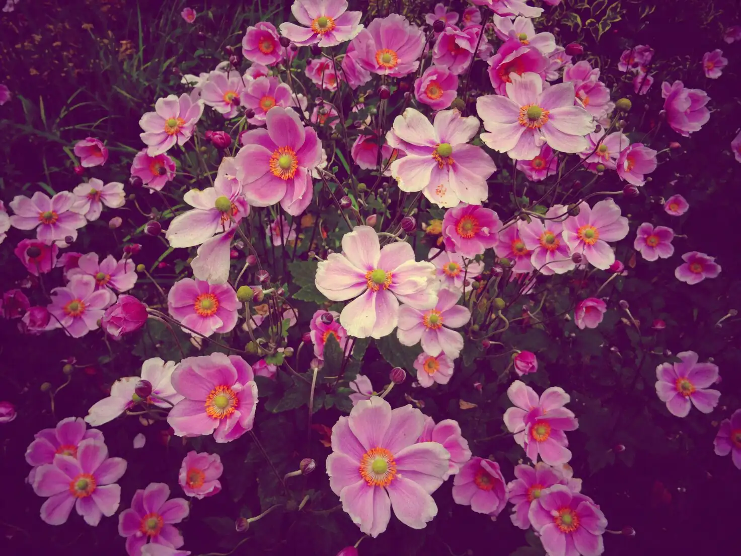 poppy anemone east window light
