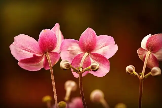 poppy anemone with grasses containers