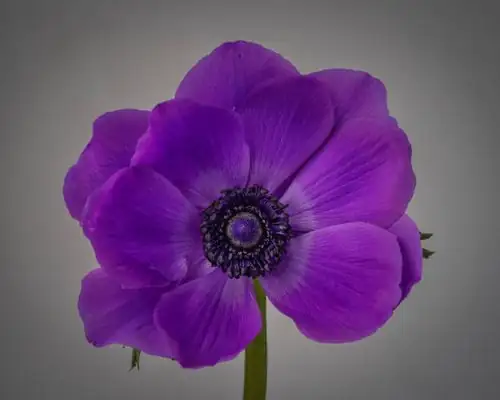 poppy anemone black background close-up